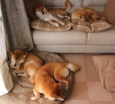 Chinese Taipei:2024年乒乓混合团体世界杯表现分析,2024年世乒赛